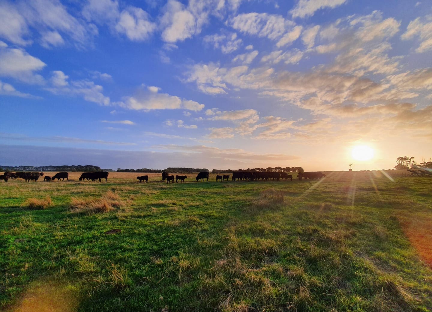 What is grass-fed?