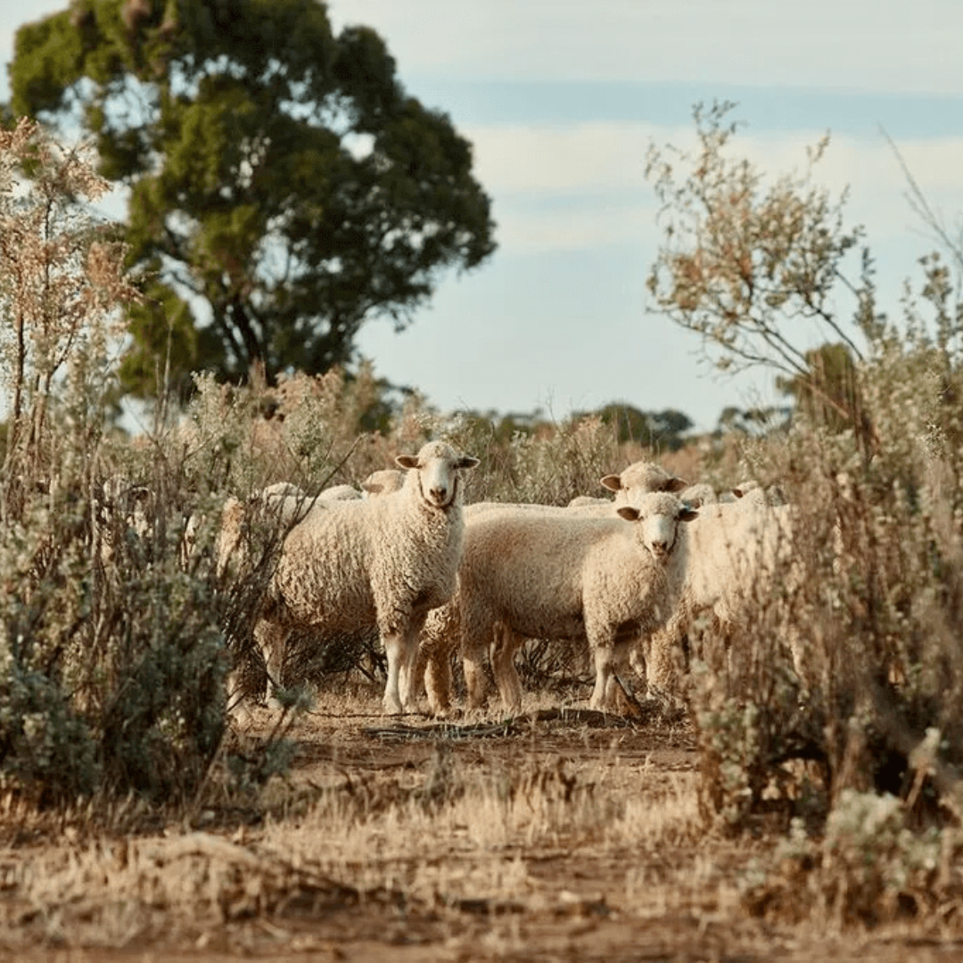 Bultarra Lamb