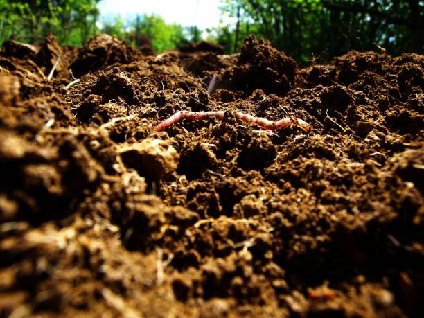 The Future of Food: Regenerative Farming