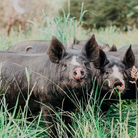 Spotlight on McIvor Farm