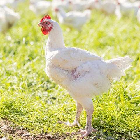 Bantry Organic Chicken