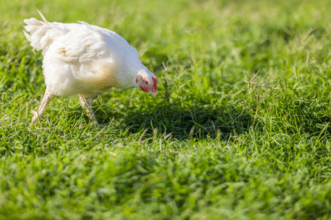 Field Notes - Bantry Organic