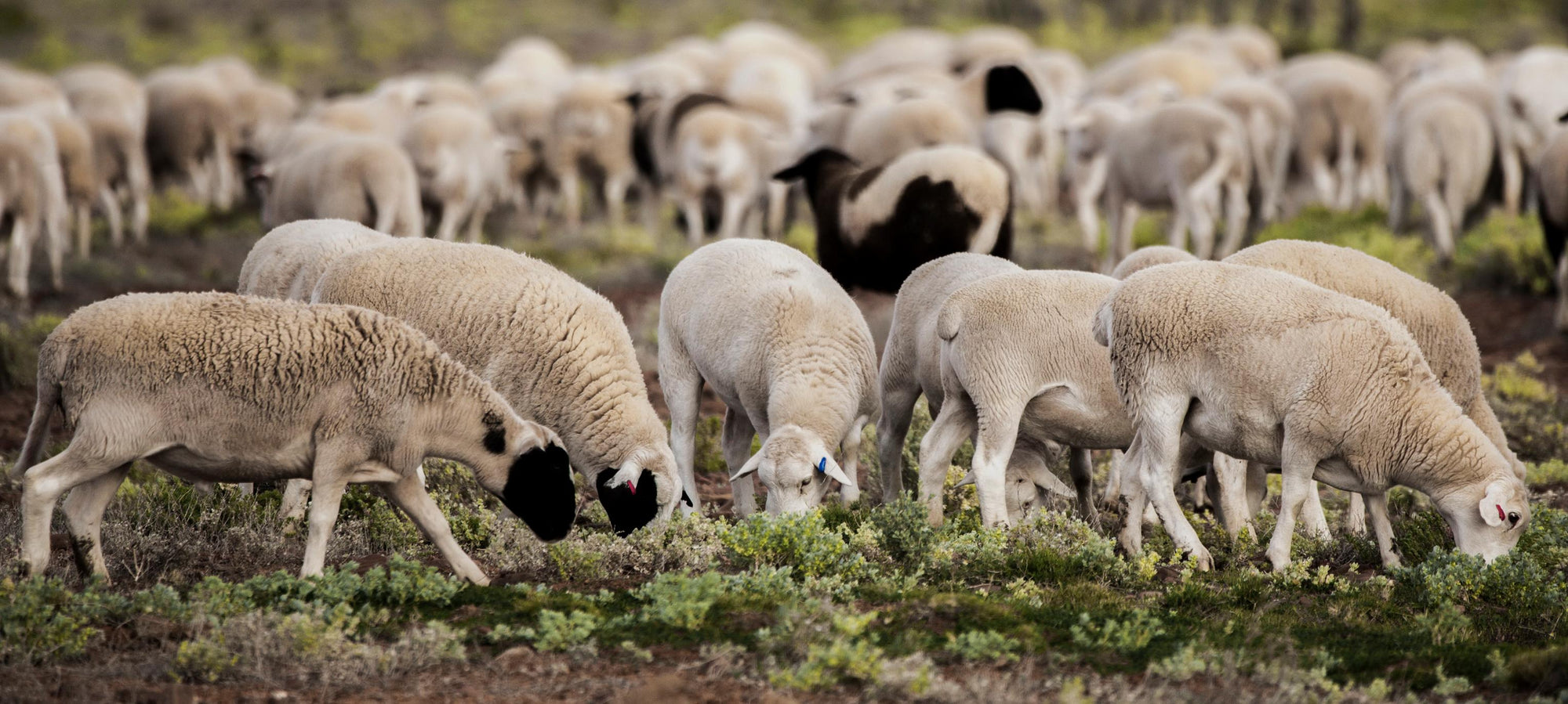 Discover Bultarra Australian Saltbush Lamb This Easter