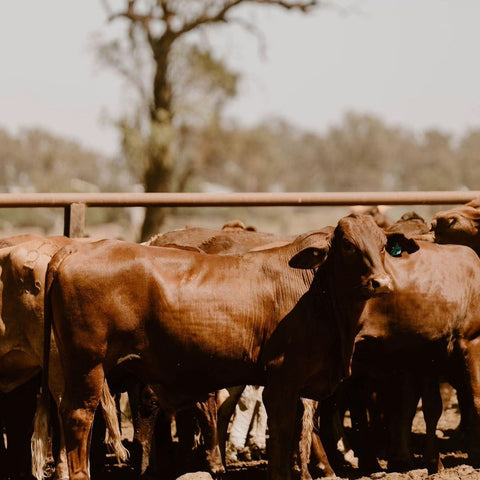 Clayton's Organic Beef