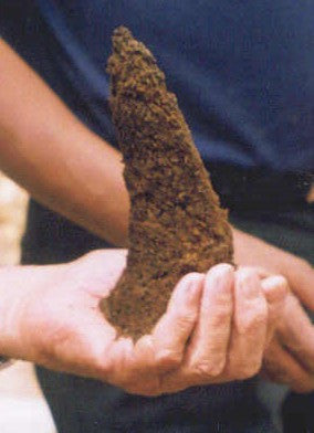 Beef and Biodynamics