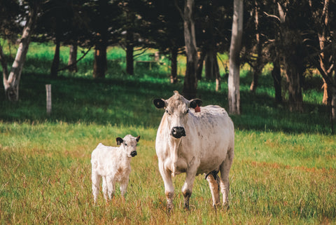 Food Farm to Table - Beef Butchery Demonstration, Tasting and Talk - British White Cattle