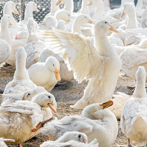 Spotlight on Great Ocean Ducks