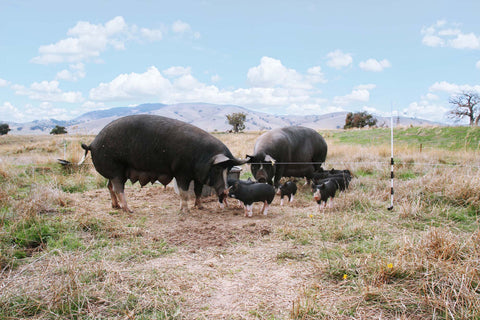 The ‘Wagyu Of Pork’- What Are Berkshire Pigs?