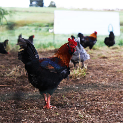 Milking Yard Farm Chickens vs Commercial Chickens