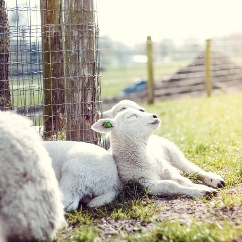 Bultarra Saltbush Lamb